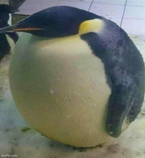I'm Da Biggest Bird | image tagged in i'm da biggest bird | made w/ Imgflip meme maker