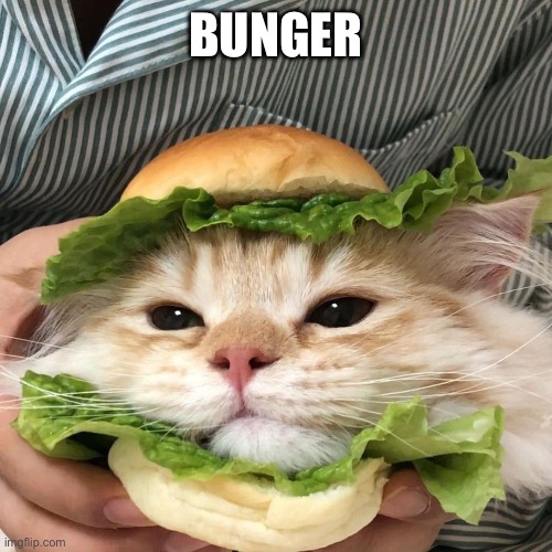 Cat Sandwich | BUNGER | image tagged in cat sandwich | made w/ Imgflip meme maker