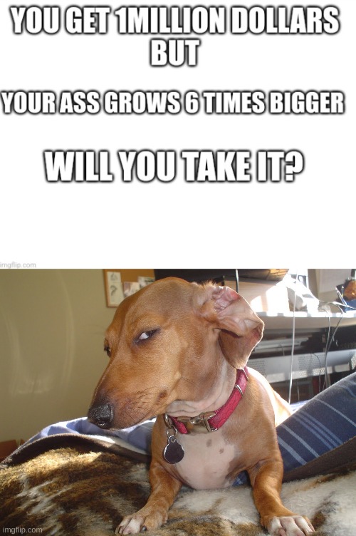HOW DO PEOPLE THINK OF THIS? | image tagged in suspicious dog | made w/ Imgflip meme maker