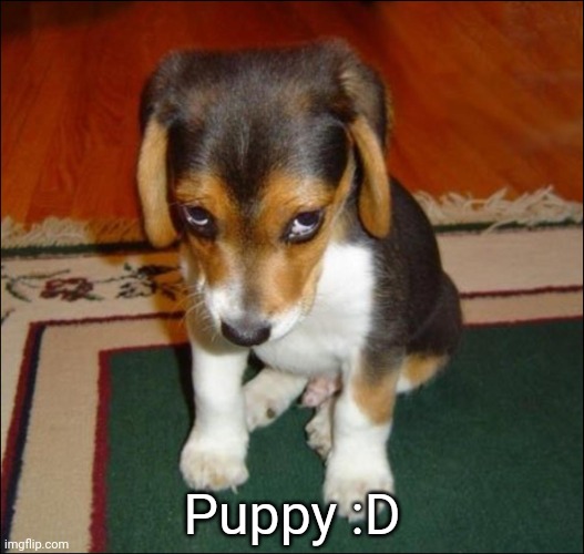 Behold! Cuteness in the unfunny stream :} | Puppy :D | image tagged in guilty puppy | made w/ Imgflip meme maker