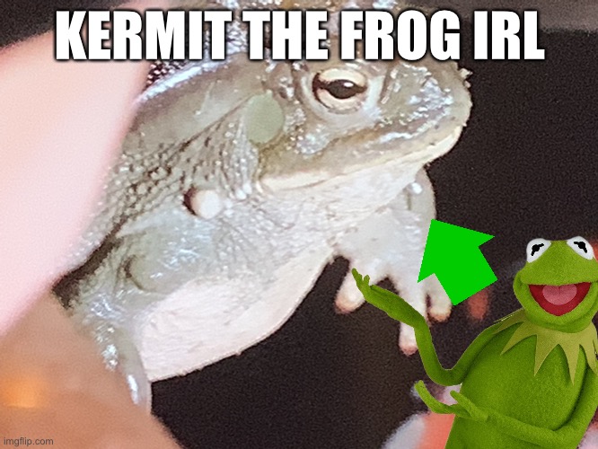 OMG I FOUND KERMIT | KERMIT THE FROG IRL | image tagged in kermit the frog,funny | made w/ Imgflip meme maker
