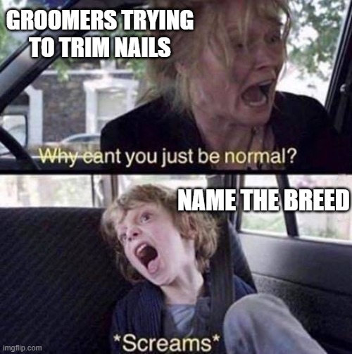 Trimming Nails | GROOMERS TRYING TO TRIM NAILS; NAME THE BREED | image tagged in why can't you just be normal,groomer,groomers,dog grooming | made w/ Imgflip meme maker