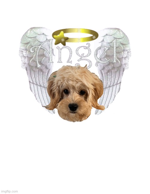 One of God’s little creatures of Creation | image tagged in memes,puppy dog,dear little angel,dear little soul rescuing another dear soul,thank you lord for your creation | made w/ Imgflip meme maker