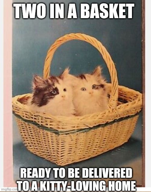 TWO IN A BASKET; READY TO BE DELIVERED TO A KITTY-LOVING HOME | image tagged in cute kittens | made w/ Imgflip meme maker