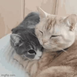 cute animal hug gif