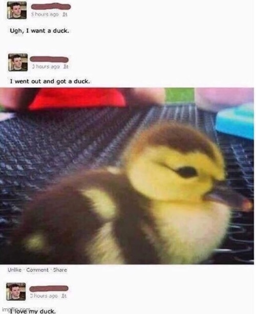 image tagged in repost,ducks,wholesome content,wholesome,memes,funny | made w/ Imgflip meme maker