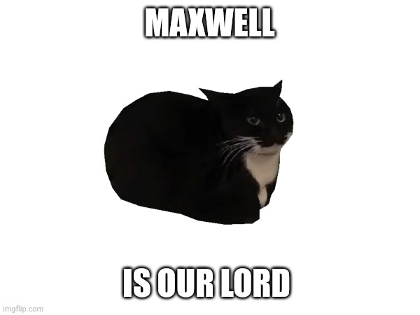 MAXWELL; IS OUR LORD | image tagged in cats | made w/ Imgflip meme maker