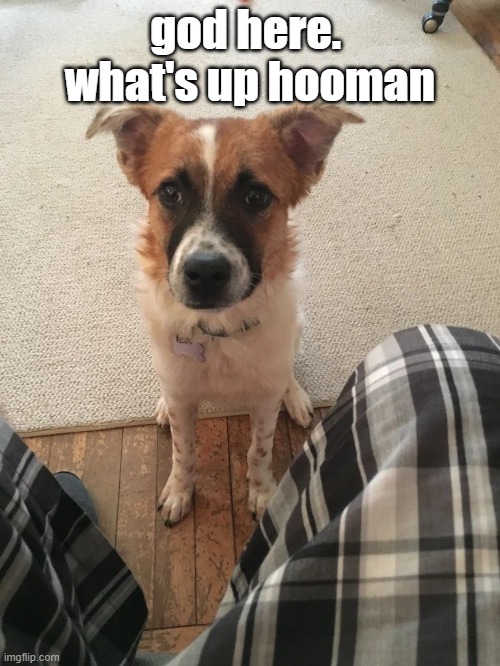 what's up hooman | god here.  what's up hooman | image tagged in what's up hooman | made w/ Imgflip meme maker