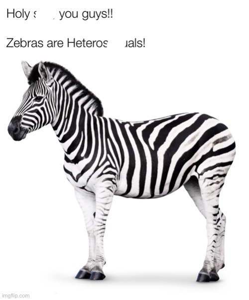 image tagged in zebra,repost,memes,funny,fun,animals | made w/ Imgflip meme maker