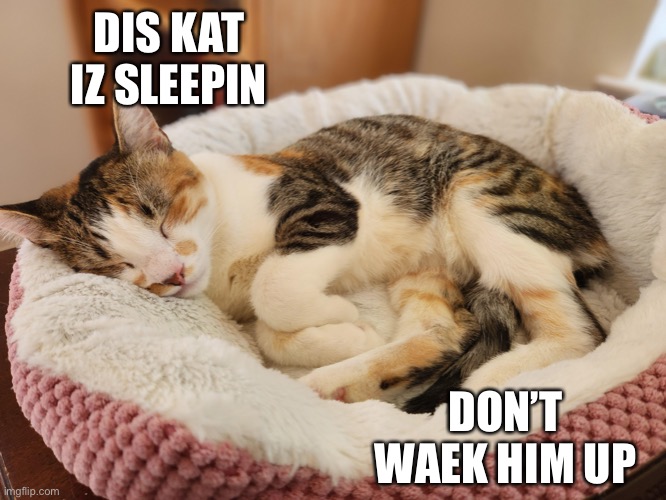 DON’T WAEK HIM UP | DIS KAT IZ SLEEPIN; DON’T WAEK HIM UP | image tagged in cats,wake up,sleeping,cat | made w/ Imgflip meme maker