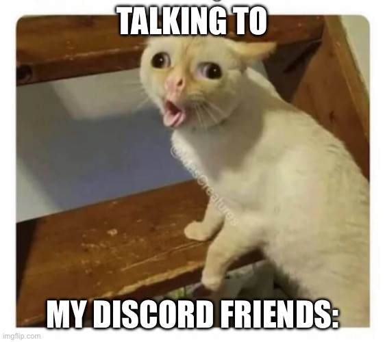Coughing Cat | TALKING TO MY DISCORD FRIENDS: | image tagged in coughing cat | made w/ Imgflip meme maker