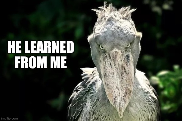 Devious Shoebill | HE LEARNED FROM ME | image tagged in devious shoebill | made w/ Imgflip meme maker