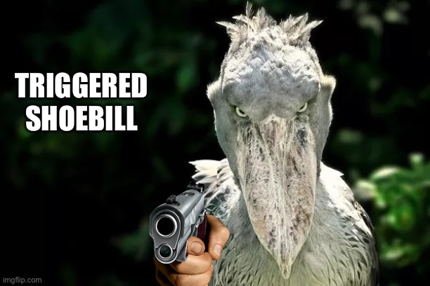 Devious Shoebill | TRIGGERED SHOEBILL | image tagged in devious shoebill | made w/ Imgflip meme maker