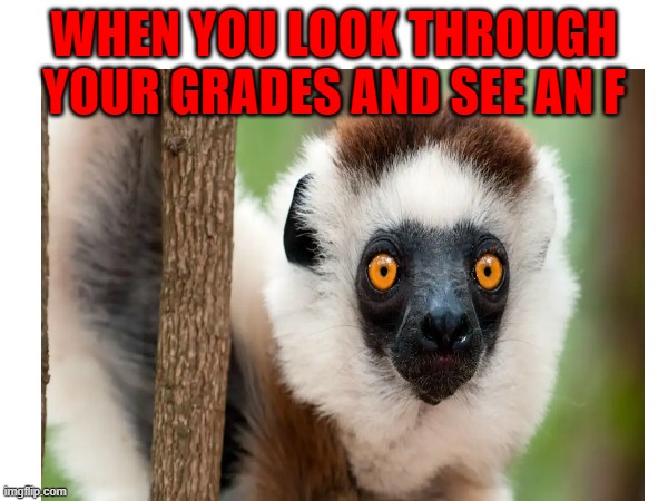 sch00l | WHEN YOU LOOK THROUGH YOUR GRADES AND SEE AN F | image tagged in meme | made w/ Imgflip meme maker