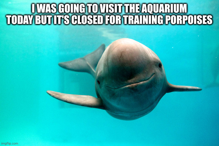 Training Porpoises | I WAS GOING TO VISIT THE AQUARIUM TODAY BUT IT'S CLOSED FOR TRAINING PORPOISES | image tagged in aquarium,fish,dolphin,training,visit | made w/ Imgflip meme maker