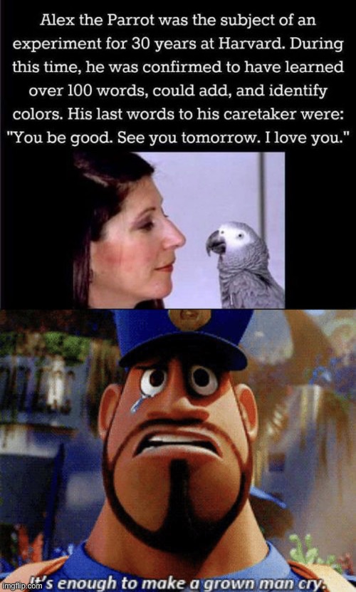We all need an Alex the Parrot in our lives | image tagged in it's enough to make a grown man cry,memes,unfunny | made w/ Imgflip meme maker