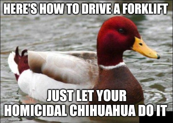 Never let the murderous Chihuahua drive the forklift | HERE'S HOW TO DRIVE A FORKLIFT; JUST LET YOUR HOMICIDAL CHIHUAHUA DO IT | image tagged in memes,malicious advice mallard | made w/ Imgflip meme maker