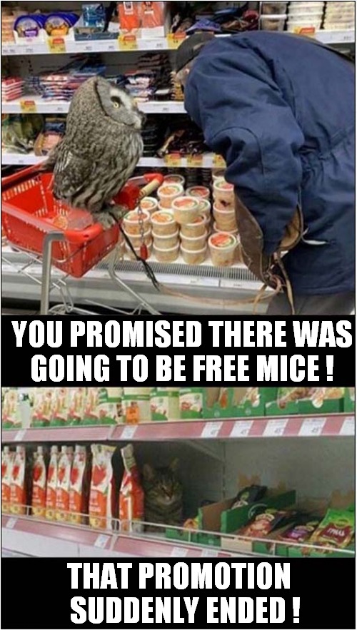 The Cat Got There First ! | YOU PROMISED THERE WAS
GOING TO BE FREE MICE ! THAT PROMOTION
  SUDDENLY ENDED ! | image tagged in cats,owl,free,mice,promotion | made w/ Imgflip meme maker