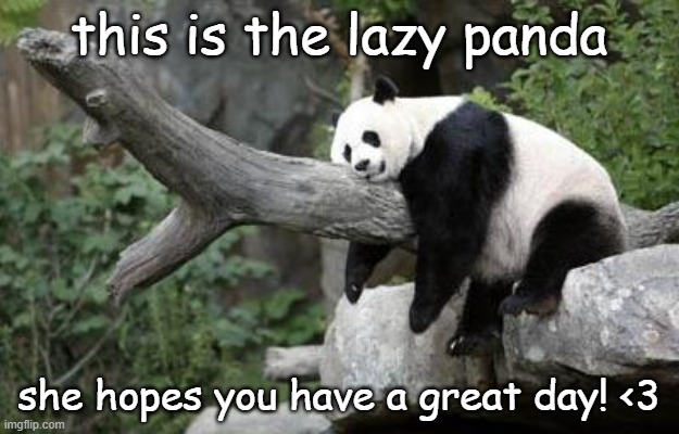 lazy panda | this is the lazy panda; she hopes you have a great day! <3 | image tagged in lazy panda | made w/ Imgflip meme maker