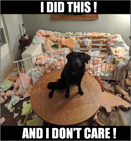 Doggy Destruction ! | I DID THIS ! AND I DON'T CARE ! | image tagged in dogs,destruction,i don't care | made w/ Imgflip meme maker