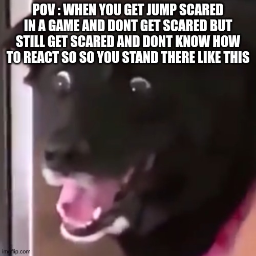 Scared doggo | POV : WHEN YOU GET JUMP SCARED IN A GAME AND DONT GET SCARED BUT STILL GET SCARED AND DONT KNOW HOW TO REACT SO SO YOU STAND THERE LIKE THIS | image tagged in scared doggo | made w/ Imgflip meme maker