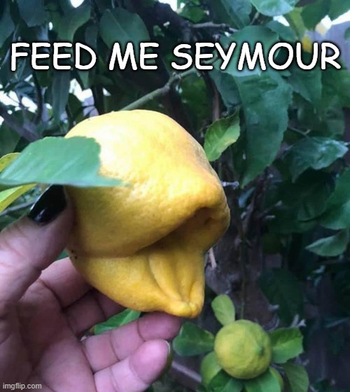 feed me seymour | FEED ME SEYMOUR | image tagged in lemon,littleshop | made w/ Imgflip meme maker