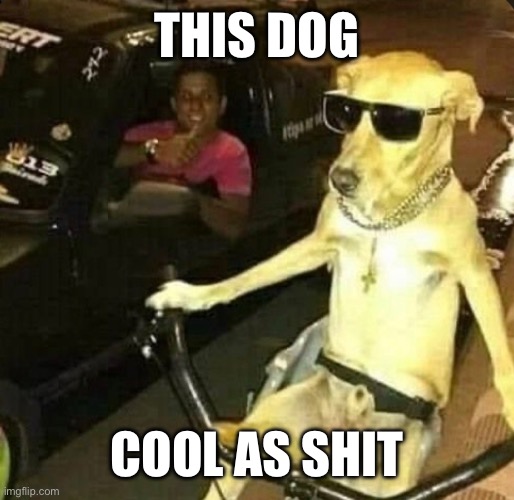 cool dog | THIS DOG; COOL AS SHIT | image tagged in funny | made w/ Imgflip meme maker
