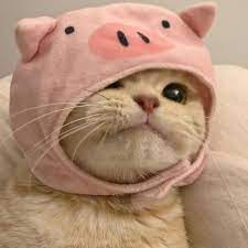 cute kitty in piggy hat Blank Meme Template