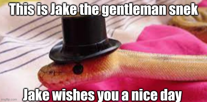 :D | This is Jake the gentleman snek; Jake wishes you a nice day | image tagged in snek,gentleman | made w/ Imgflip meme maker