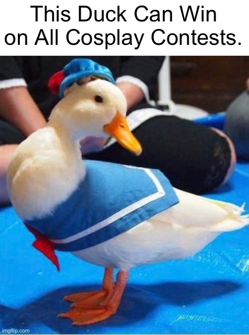 The Duck that can Win against Girls in Cosplay Contest | This Duck Can Win on All Cosplay Contests. | image tagged in cosplay,ducks,duck,quack,memes,funny | made w/ Imgflip meme maker