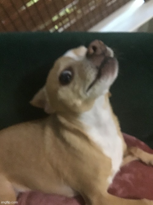 Je suis avec mon chien | made w/ Imgflip meme maker