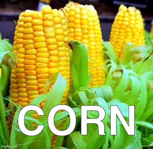 corn | CORN | image tagged in corn,funny,lol | made w/ Imgflip meme maker