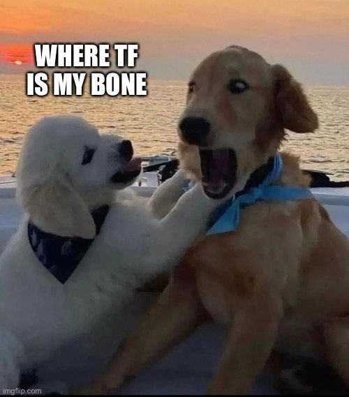What the dog doin | WHERE TF IS MY BONE | image tagged in fresh memes | made w/ Imgflip meme maker