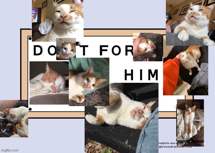 Hisstopher | image tagged in cats | made w/ Imgflip meme maker