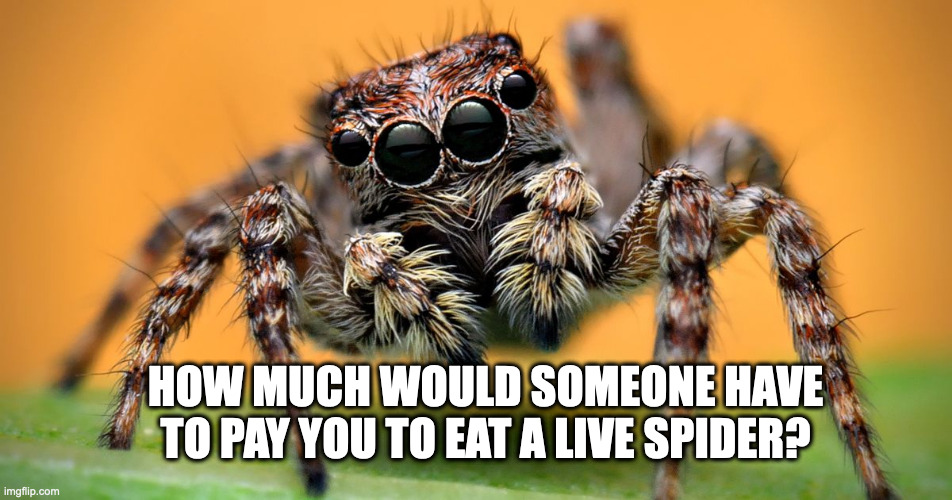 How much would someone have to pay you to eat a live spider? | HOW MUCH WOULD SOMEONE HAVE TO PAY YOU TO EAT A LIVE SPIDER? | image tagged in pay,spider,eat spider | made w/ Imgflip meme maker