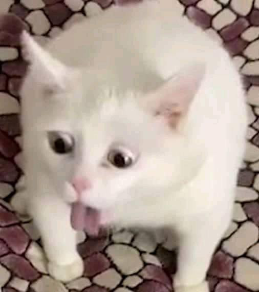 vomit cat Blank Meme Template