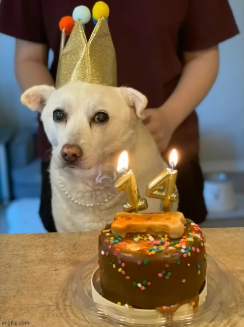 Even dogs have birthdays | image tagged in dog,birthday | made w/ Imgflip meme maker