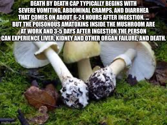 Make this a copypasta because why not | DEATH BY DEATH CAP TYPICALLY BEGINS WITH SEVERE VOMITING, ABDOMINAL CRAMPS, AND DIARRHEA THAT COMES ON ABOUT 6-24 HOURS AFTER INGESTION. ... BUT THE POISONOUS AMATOXINS INSIDE THE MUSHROOM ARE AT WORK AND 3-5 DAYS AFTER INGESTION THE PERSON CAN EXPERIENCE LIVER, KIDNEY AND OTHER ORGAN FAILURE, AND DEATH. | made w/ Imgflip meme maker