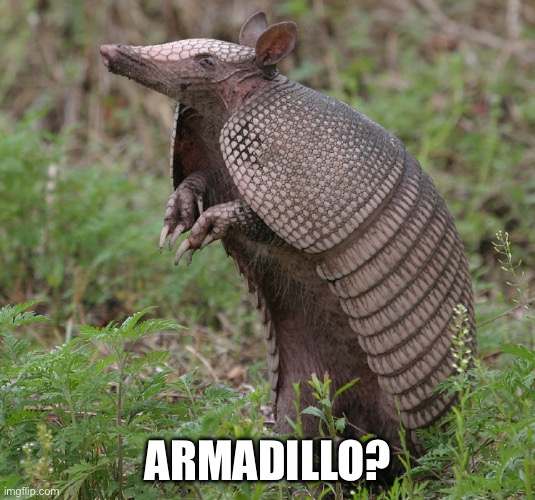 Armadillo | ARMADILLO? | image tagged in armadillo | made w/ Imgflip meme maker