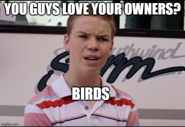 You Guys are Getting Paid | YOU GUYS LOVE YOUR OWNERS? BIRDS | image tagged in you guys are getting paid | made w/ Imgflip meme maker