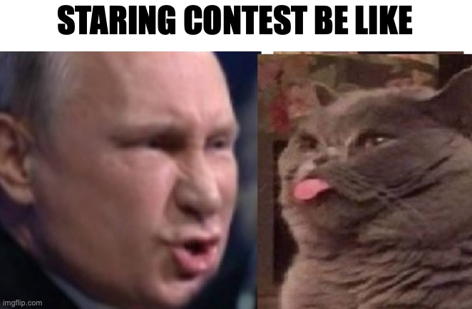 STARING CONTEST ... AND GO! | STARING CONTEST BE LIKE | image tagged in staring contest and go | made w/ Imgflip meme maker