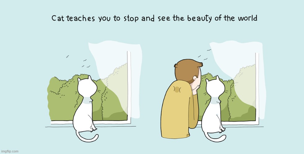 A Cat Guy's Way Of Thinking | image tagged in memes,comics,cats,stop,see,beauty | made w/ Imgflip meme maker