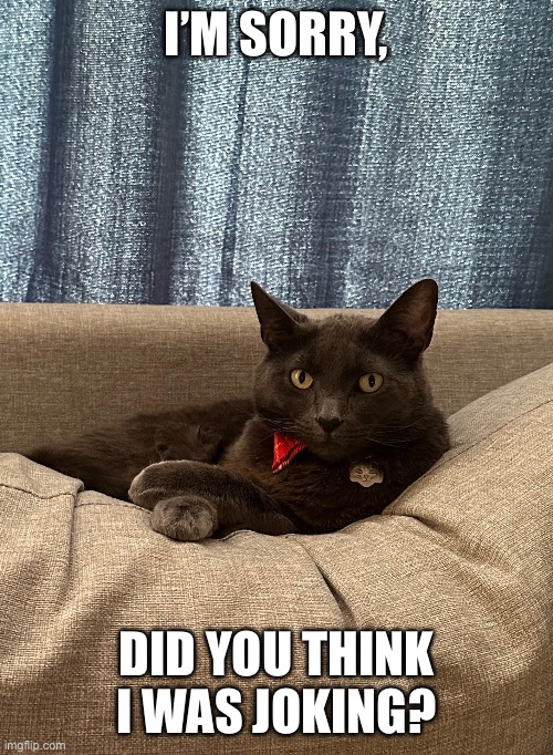Why so serious? | I’M SORRY, DID YOU THINK I WAS JOKING? | image tagged in cats,rescue,serious | made w/ Imgflip meme maker