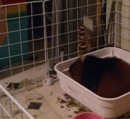guinea pig | made w/ Imgflip meme maker