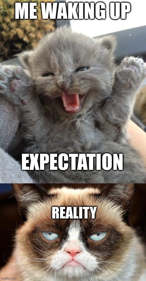 so true | ME WAKING UP; EXPECTATION; REALITY | image tagged in yay kitty,memes,grumpy cat not amused | made w/ Imgflip meme maker