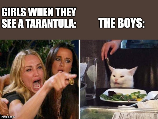 We not ALWAYS scared | GIRLS WHEN THEY SEE A TARANTULA:; THE BOYS: | image tagged in smudge the cat | made w/ Imgflip meme maker