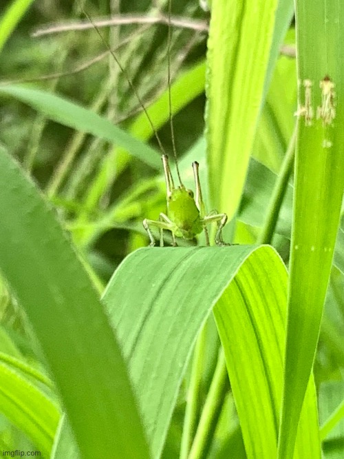 That’s a cricket | made w/ Imgflip meme maker