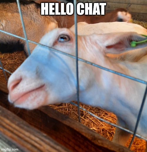 Bad Advice Goat | HELLO CHAT | image tagged in bad advice goat | made w/ Imgflip meme maker