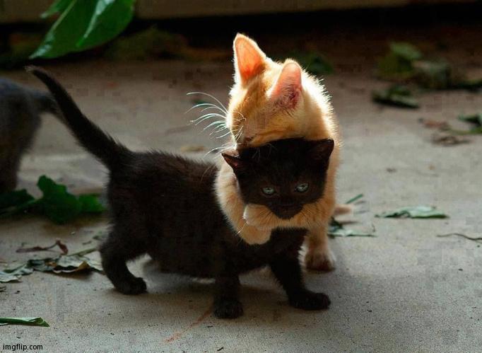 Have a Hug :3 | image tagged in kitten hug | made w/ Imgflip meme maker