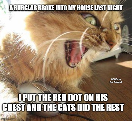 angry cat | A BURGLAR BROKE INTO MY HOUSE LAST NIGHT; MEMEs by Dan Campbell; I PUT THE RED DOT ON HIS CHEST AND THE CATS DID THE REST | image tagged in angry cat | made w/ Imgflip meme maker